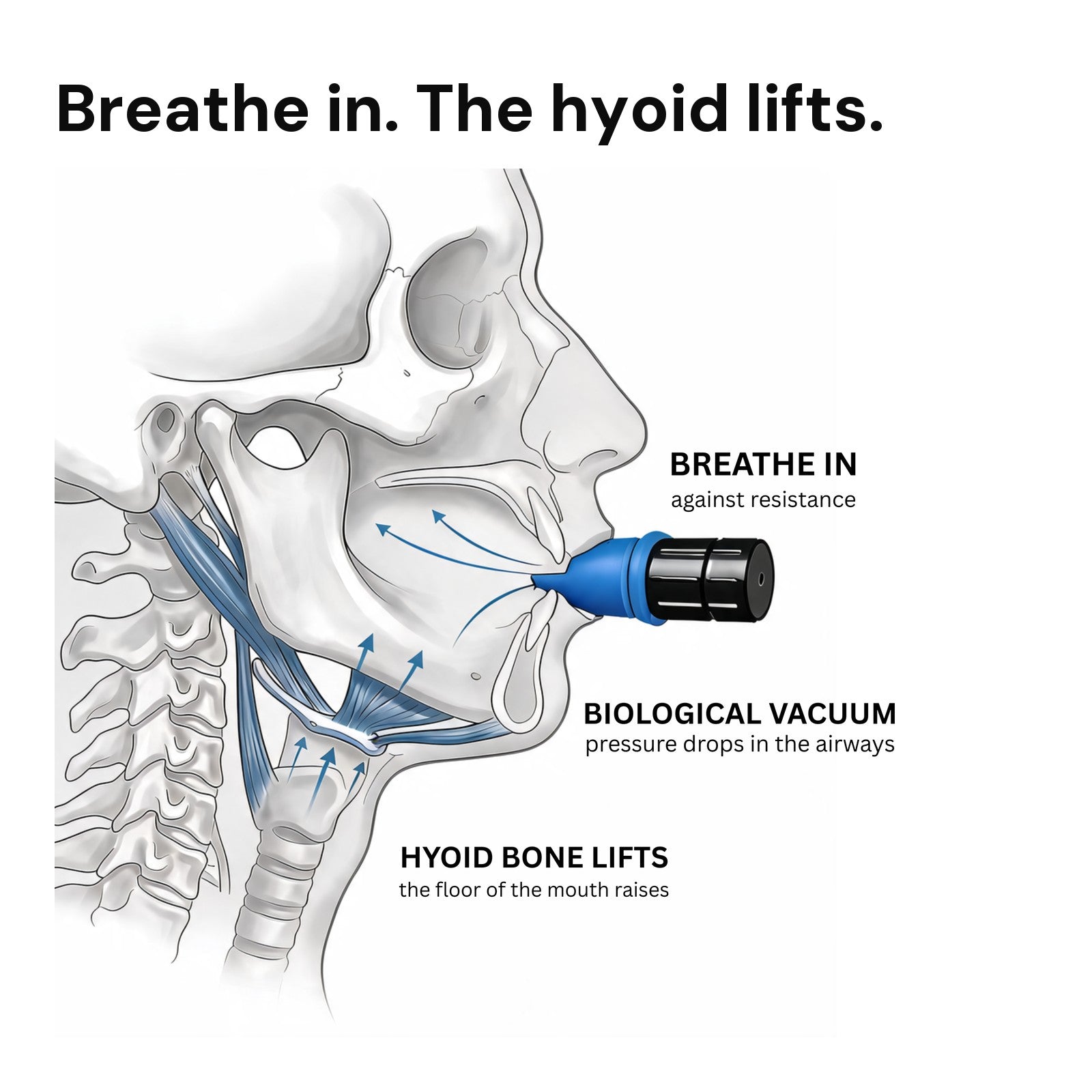 Breathe in, the hyoid lifts: how breathing against resistance raises the hyoid bone