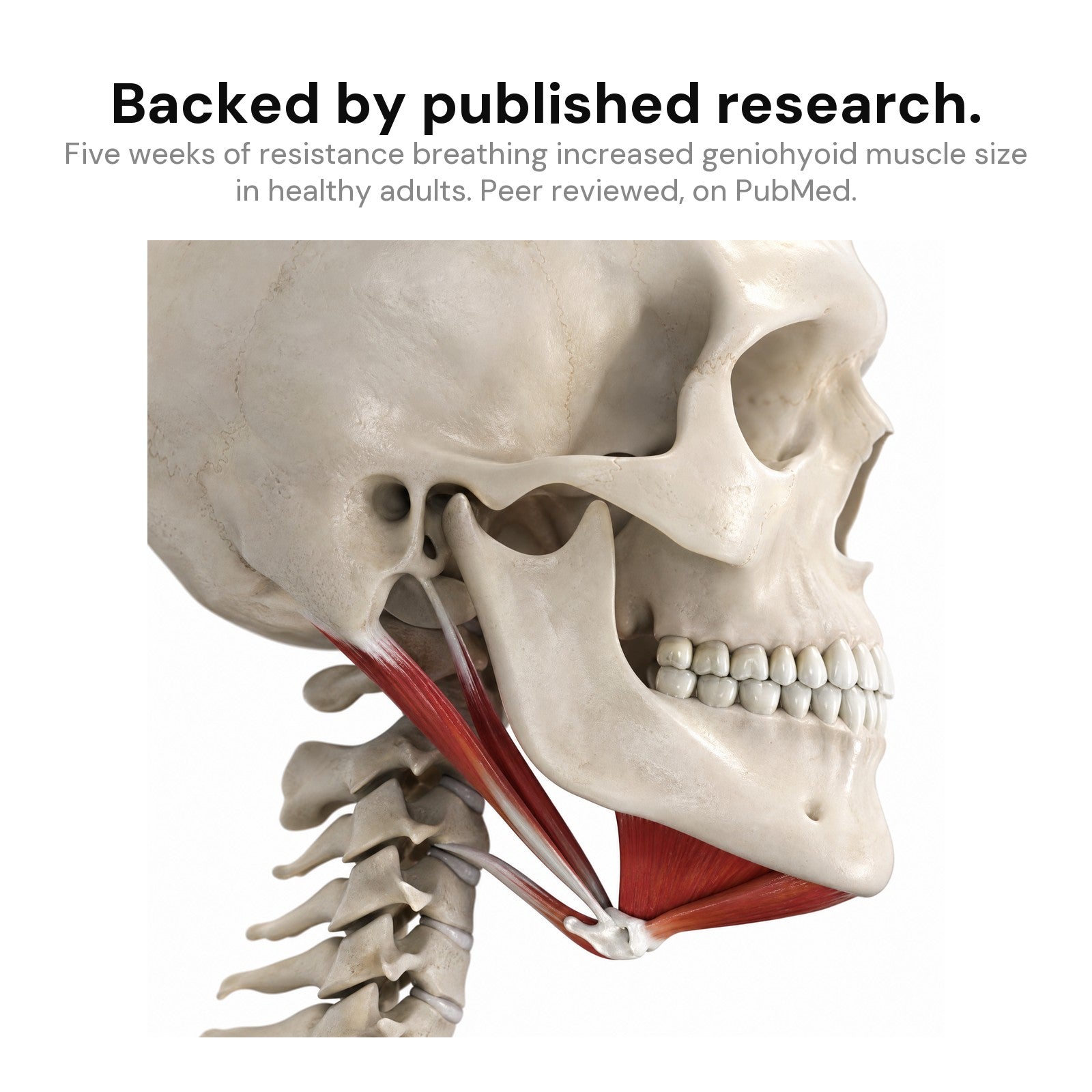 Backed by published research: suprahyoid muscles and hyoid bone anatomy